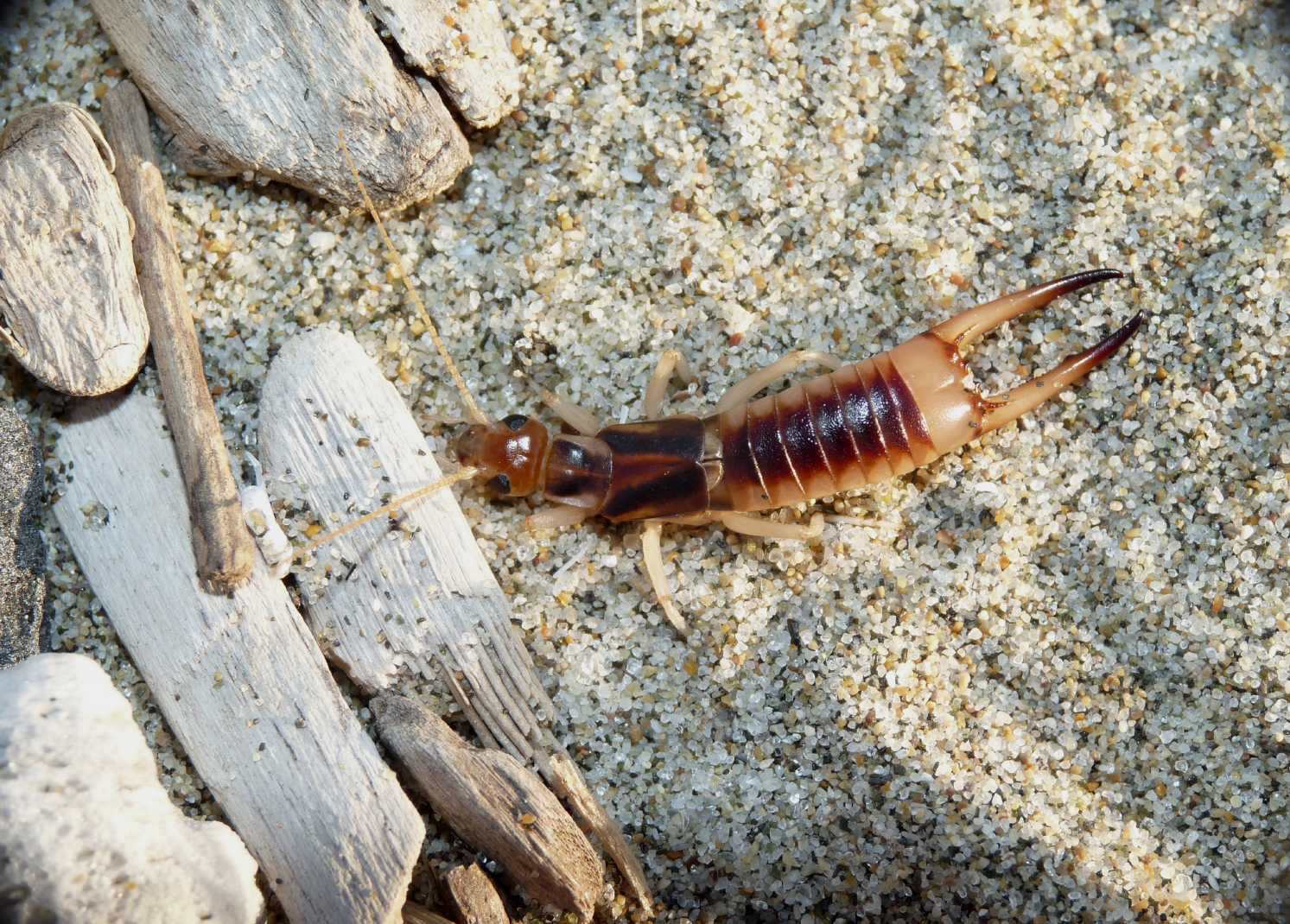 Grossa forficula: Labidura riparia